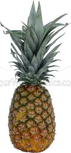 photo - pineapple-jpg